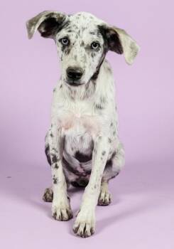 Dragonfly -  Catahoula Leopard Dog and Mixed Breed Dog for Adoption in Evergreen, Colorado - Dragonfly | PetCurious