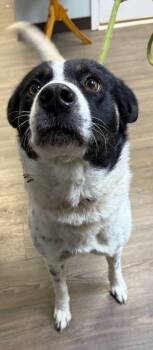 Rescue Cattle Dog Dogs for Adoption in Greencastle, Indiana - Daisy | PetCurious