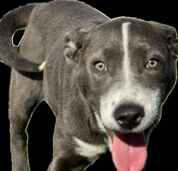 Labrador Retriever Dogs Available for Adoption - Jessie | PetCurious