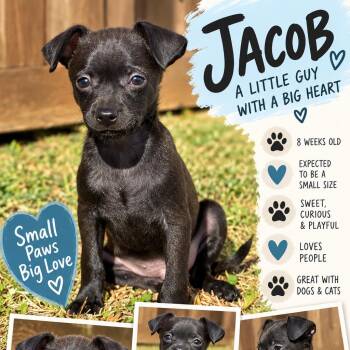 Jacob -  Terrier Dog for Adoption in Santa Fe, Texas - Jacob | PetCurious