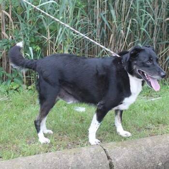 Papi -  Border Collie and Mixed Breed Dog for Adoption in Elk Grove Village, Illinois - Papi | PetCurious
