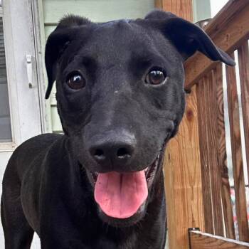 Rescue Labrador Retriever Dogs for Adoption in Baldwin, Maryland - Tiffany | PetCurious