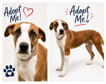 Dobby -  Terrier Dog for Adoption in Euless, Texas - Dobby | PetCurious