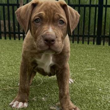 Chili -  Shepherd and Rottweiler Dog for Adoption in Rock Hill, South Carolina - Chili | PetCurious