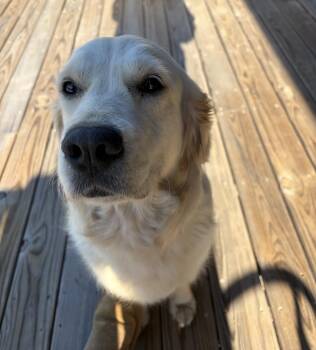 Golden Retriever Dogs Available for Adoption in Broomfield, Colorado - Cormier / Prim | PetCurious