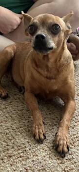 Chihuahua and Miniature Pinscher Dogs Available for Adoption in St. Louis, Missouri - Violet | PetCurious