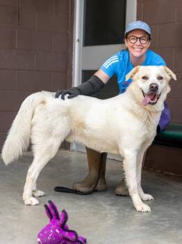 Woshker -  Mixed Breed Dog for Adoption in Chamblee, Georgia - Woshker | PetCurious