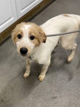 Great Pyrenees and Mixed Breed Dogs Available for Adoption - BLANCA | PetCurious