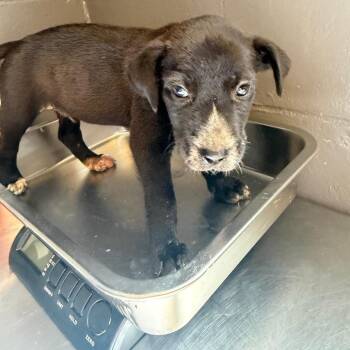 TUSC-Stray-85850 -  Black Labrador Retriever and Mixed Breed Dog for Adoption in Tuscaloosa, Alabama - TUSC-Stray-85850 | PetCurious