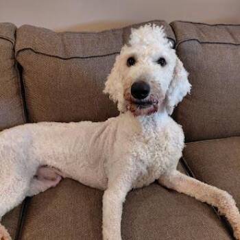 Standard Poodle Dogs Available for Adoption in Germantown, Tennessee - Dudele | PetCurious