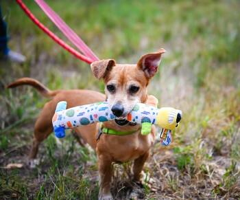 Shorty -  Chihuahua Dog for Adoption in Pueblo, Colorado - Shorty | PetCurious