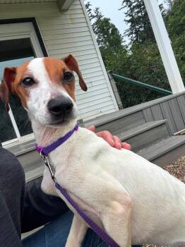 Kasey -  Rat Terrier Dog for Adoption in Decorah, Iowa - Kasey | PetCurious