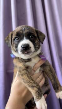 Sapphire -  Basenji and Pit Bull Terrier Dog for Adoption in West Hollywood, California - Sapphire | PetCurious