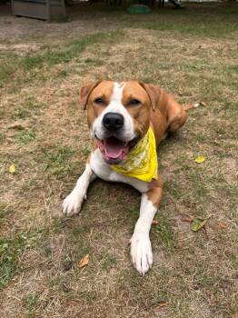 Rescue American Staffordshire Terrier and Mastiff Dogs for Adoption in Olympia, Washington - Soho | PetCurious