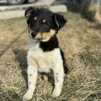 Shetland Sheepdog Sheltie and Australian Shepherd Dogs Available for Adoption - Boomer | PetCurious