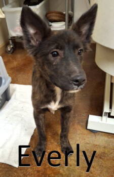 Rescue Shepherd and Terrier Dogs for Adoption in Mountain View, Arkansas - Everly | PetCurious