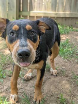 Rescue Hound Dogs for Adoption in Dover, Arkansas - Elderberry | PetCurious