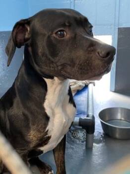 Bullmastiff and Mixed Breed Dogs Available for Adoption in Daytona Beach, Florida - Commit - 1 | PetCurious