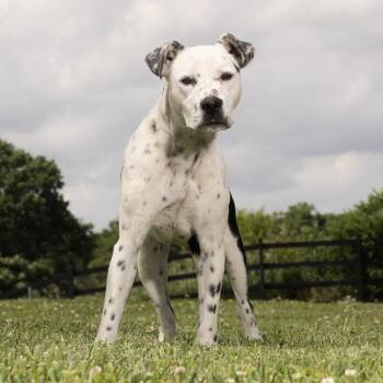 Pixel -  Mixed Breed Dog for Adoption in Franklin, Tennessee - Pixel | PetCurious