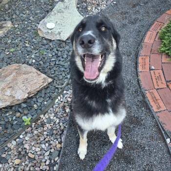 Antuane -  Siberian Husky and German Shepherd Dog Dog for Adoption in Cheyenne, Wyoming - Antuane | PetCurious