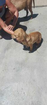 Dachshund and Mixed Breed Dogs Available for Adoption in Calgary, Alberta - Junie | PetCurious