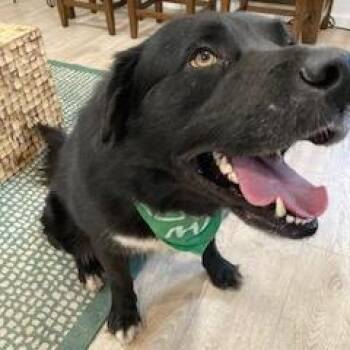 Newfoundland Dog and Mixed Breed Dogs Available for Adoption - BEAR (562) | PetCurious
