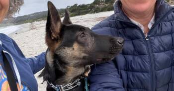 Cooper OAS -  German Shepherd Dog Dog for Adoption in Cupertino, California - Cooper OAS | PetCurious