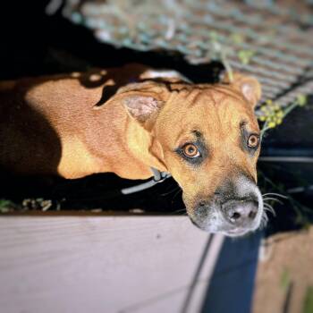 Ezekiel -  Boxer Dog for Adoption in Oakland, California - Ezekiel | PetCurious