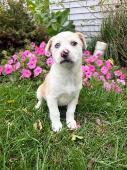 Macaroon -  Cattle Dog Dog for Adoption in Grand Forks, North Dakota - Macaroon | PetCurious