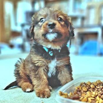 Border Collie and Labrador Retriever Dogs Available for Adoption in Rutherfordton, North Carolina - Teddy | PetCurious