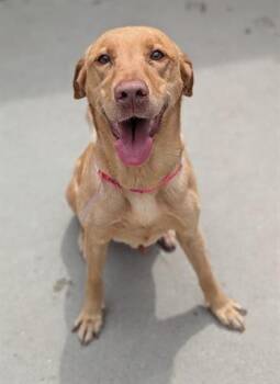 Labrador Retriever and Mixed Breed Dogs Available for Adoption in Dayton, Ohio - HARBOUR | PetCurious