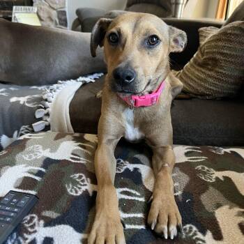 Rescue Terrier Dogs for Adoption in Plainfield, Illinois - Clover | PetCurious