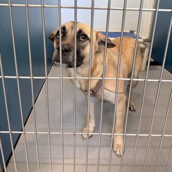 Magpie -  Mixed Breed Dog for Adoption in Auburn, Alabama - Magpie | PetCurious