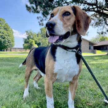 Ranger -  Beagle Dog for Adoption in Allegan, Michigan - Ranger | PetCurious