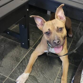 Pluto -  Terrier Dog for Adoption in Clearwater, Florida - Pluto | PetCurious