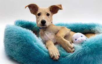 RODAS -  Labrador Retriever and Mixed Breed Dog for Adoption in Fort Lauderdale, Florida - RODAS | PetCurious