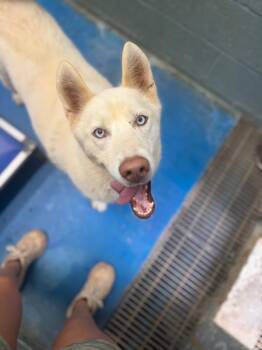 Peace -  Husky Dog for Adoption in Danielsville, Georgia - Peace | PetCurious