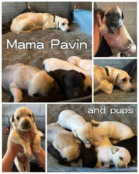 Rescue Labrador Retriever Dogs for Adoption in Glendale, Arizona - Pavin