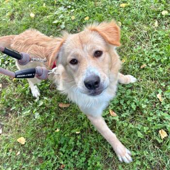 Eliza -  Mixed Breed Dog for Adoption in New York, New York - Eliza | PetCurious