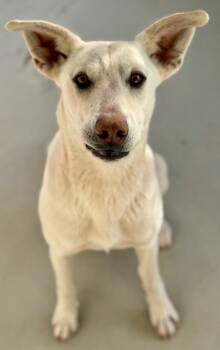 Rescue Labrador Retriever and Great Pyrenees Dogs for Adoption in Fort Lupton, Colorado - Wunny Sharbit | PetCurious