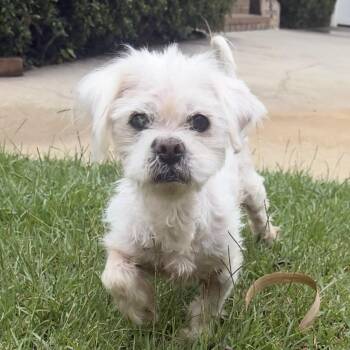 Roxanne -  Shih Tzu Dog for Adoption in Columbia, South Carolina - Roxanne | PetCurious