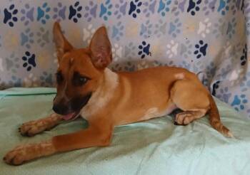 Willow -  Australian Cattle Dog Blue Heeler Dog for Adoption in Mena, Arkansas - Willow | PetCurious