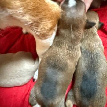 Hornet -  Chihuahua and Beagle Dog for Adoption in Normal, Illinois - Hornet | PetCurious