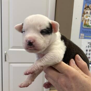 Catahoula Leopard Dog and Mixed Breed Dogs Available for Adoption in Greensboro, Georgia - Hercules | PetCurious