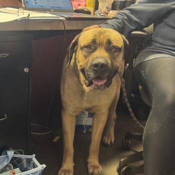 Mastiff Dogs Available for Adoption in Wilmington, Delaware - Stewie (fka Marmaduke) | PetCurious