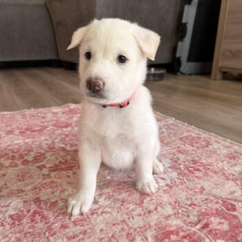 Shepherd and Husky Dogs Available for Adoption - Sansa | PetCurious