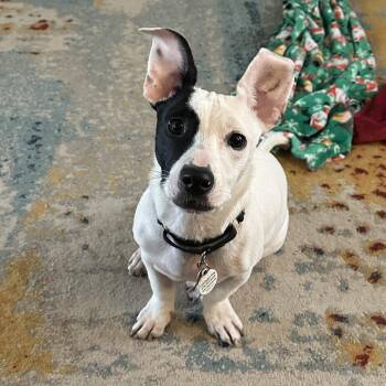 Chihuahua and Pit Bull Terrier Dogs Available for Adoption in Kansas City, Missouri - Stumpy | PetCurious