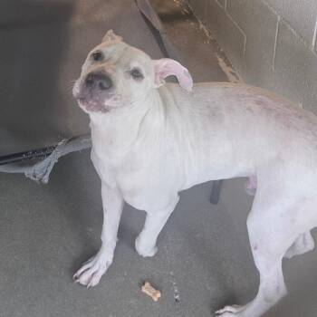 Ralph -  Pit Bull Terrier and Labrador Retriever Dog for Adoption in Starkville, Mississippi - Ralph | PetCurious