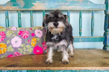 Jazz -  Miniature Schnauzer and Terrier Dog for Adoption in San Antonio, Texas - Jazz | PetCurious