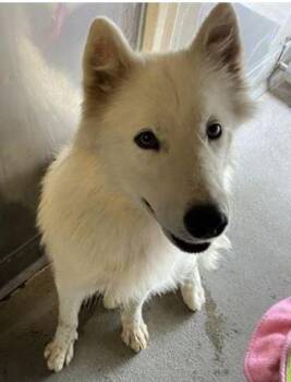 Rescue Samoyed Dogs for Adoption in Los Angeles, California - CRYSTAL | PetCurious